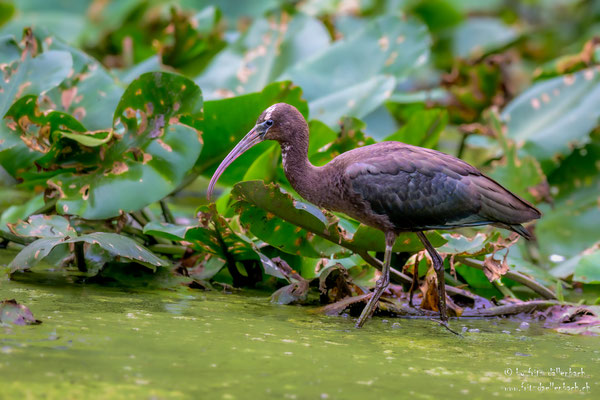 Löffler, Neeracherried