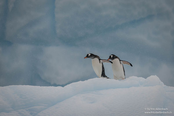 Eselpinguine, Chierva Cove