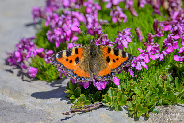 Schmetterling, Chäserrugg