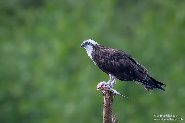 Fischadler (Osprey)