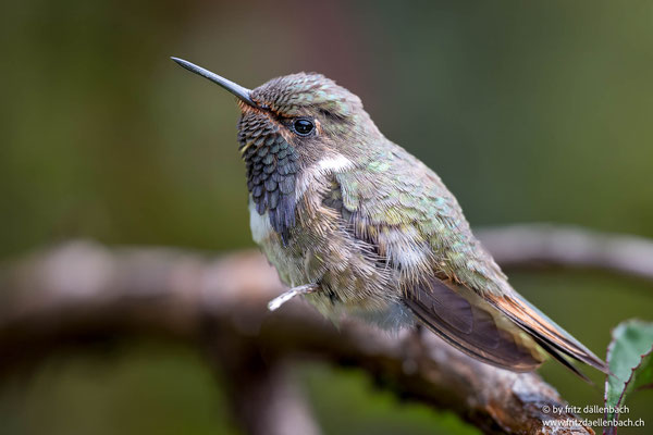 Vulkanelfe (Volcano hummingbird)