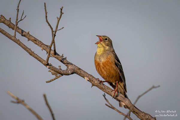 Ortolan, Rumänien