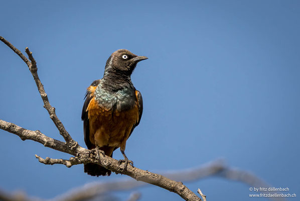 Rotbauch-Glanzstar, Ghana