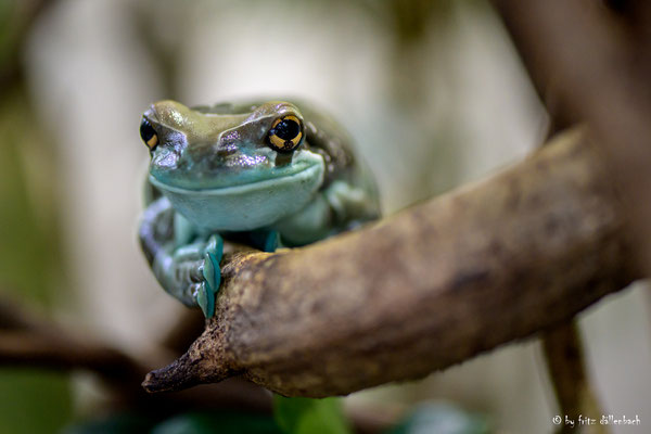 Frosch, Zoo Zürich