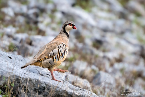 Steinhuhn, Gantrisch