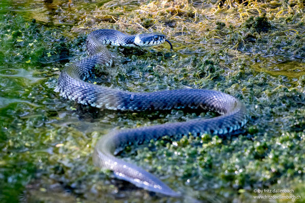 Ringelnatter, Züriberg