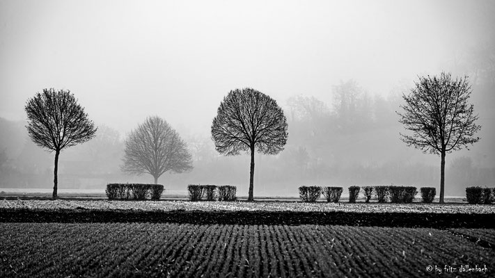 Baumreihe, Aargau