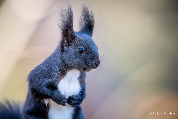 Eichhörnchen, Giessenpark