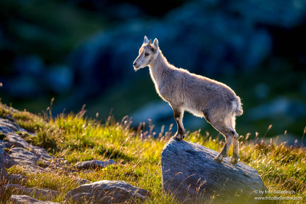 junger Steinbock, Nufenen