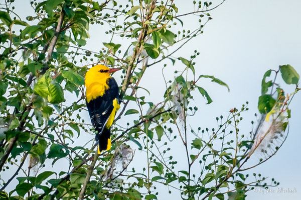 Pirol Männchen, stille Reuss