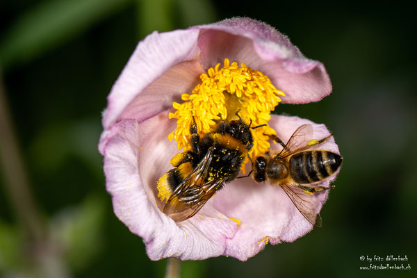 Bienen, Botanischer Garten Zürich