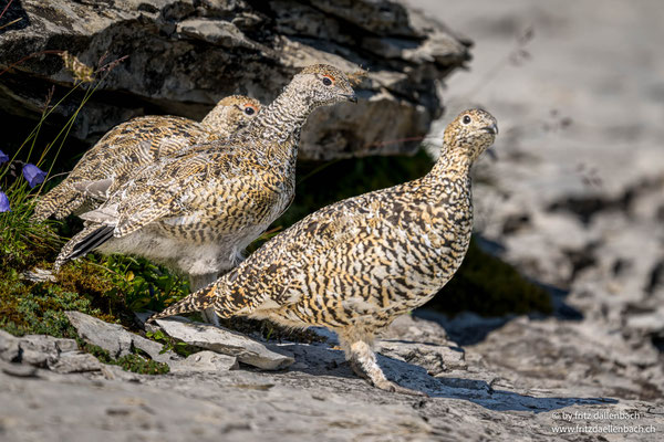 Alpenschneehühner, Chäserrugg