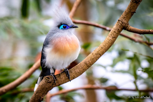 Seidenkuckuck, Masoalahalle Zoo Zürich