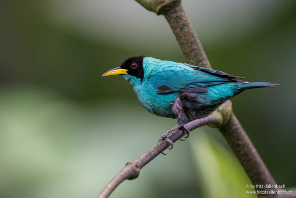 grüner Kleidervogel, Costa Rica