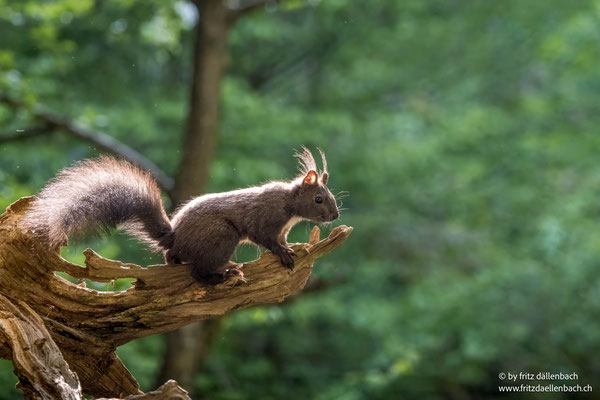 Eichhörnchen, Karpaten