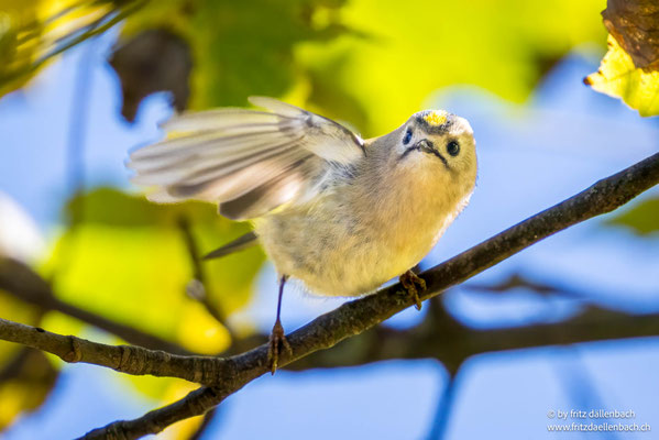 Wintergoldhähnchen, Allmend Frauenfeld