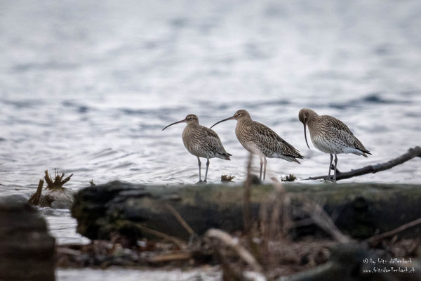 Brachvögel, Jona Stampf