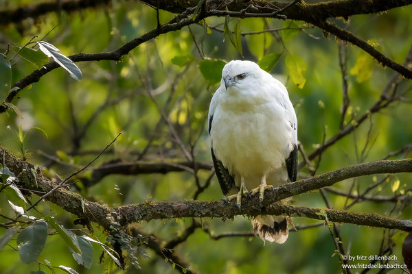 Schneebussard (White hawk)