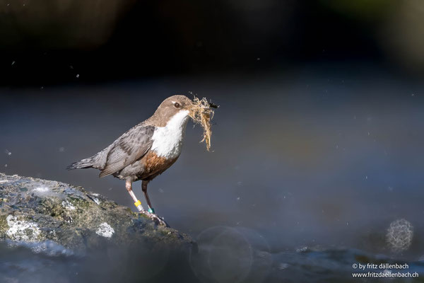 Wasseramsel, Sihlwald