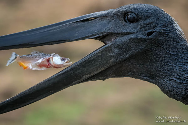 Jabiru Storch, Pantanal