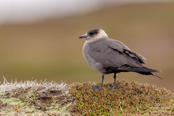 Schmarotzerraubmöwe, Varanger