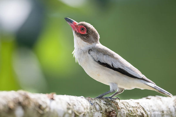 Weißnackentityra (Masked Tityra)