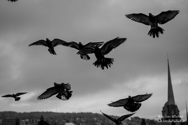 Vögel, Altstadt Zürich