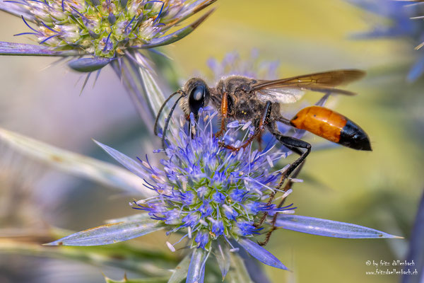 Insekt, Botanischer Garten Zürich