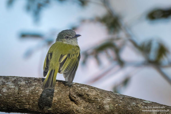 Olivscheitel-Breitschnabeltyrann (Yellow-olive Flatbill)