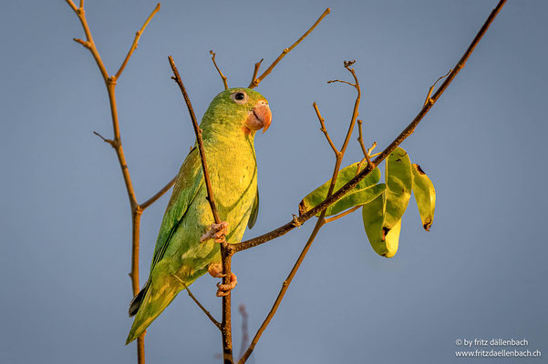 Kobaltflügelsittich (Cobalt-winged parakeet)