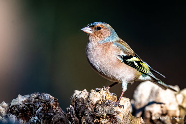 Buchfink, im Wald