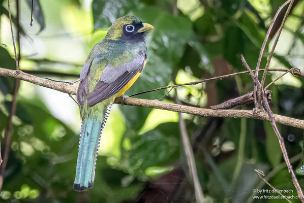 Schwarzkehltrogon (Black-throated Trogon)
