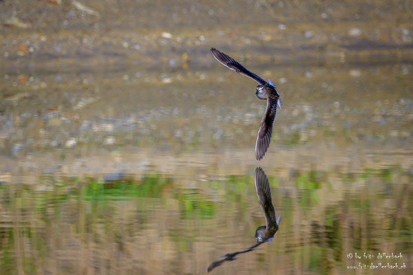 Bruchwasserläufer, Neeracherried