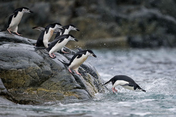 Zügelpinguine, Antarktis