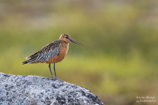 Phuhlschnepfe, Varanger