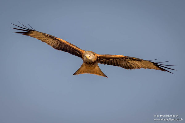 Rotmilan, Neeracherried