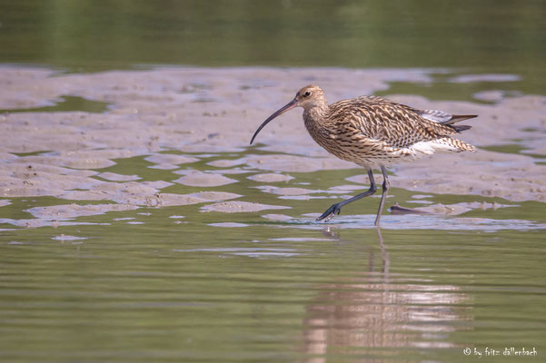 grosser Brachvogel, Klingnauer Stausee