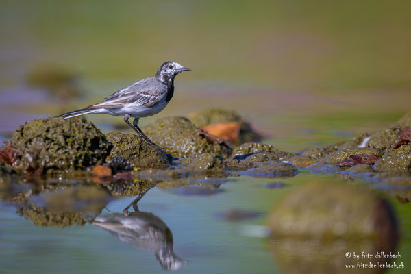 Bachstelze, Jona Stampf