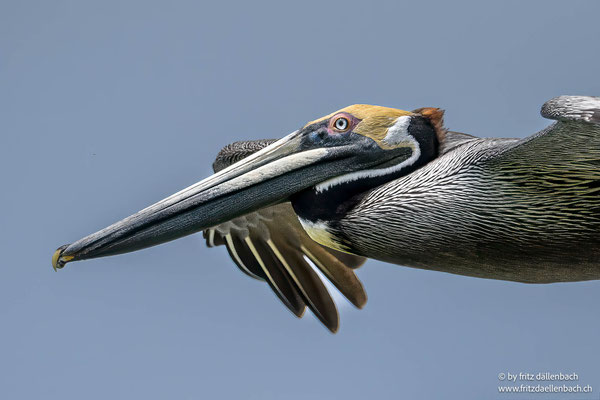 Braunpelikan (Brown pelican)