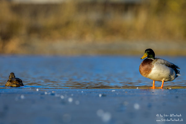 Stockente, Irchelpark