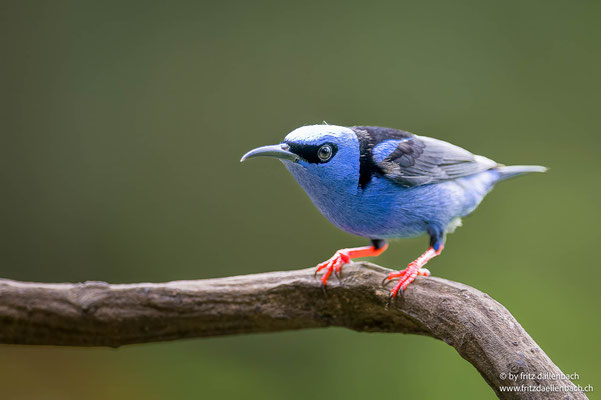 Türkisnaschvogel (Red-legged Honeycreeper)