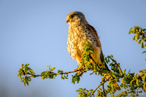 Turmfalke, Neeracherried