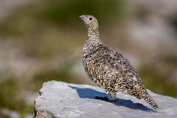 Alpenschneehuhn, Chäserrugg