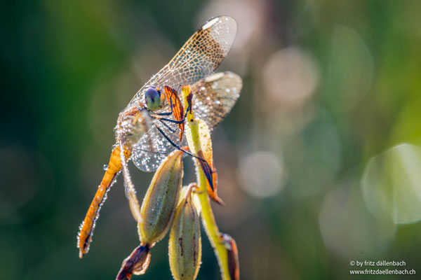gebänderte Heidelibelle Weibchen, Sihlsee