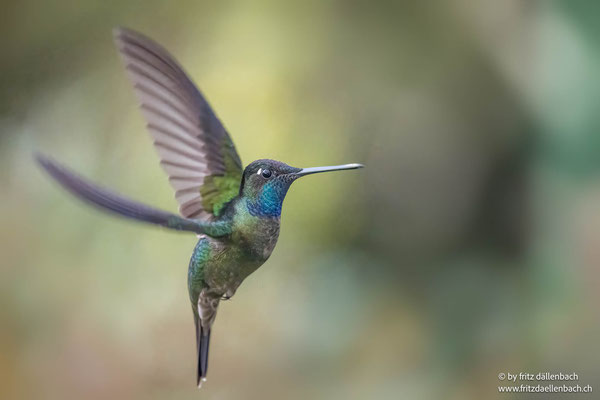 Violettkron-Brillantkolibri (Violet-crowned brilliant Hummingbird)