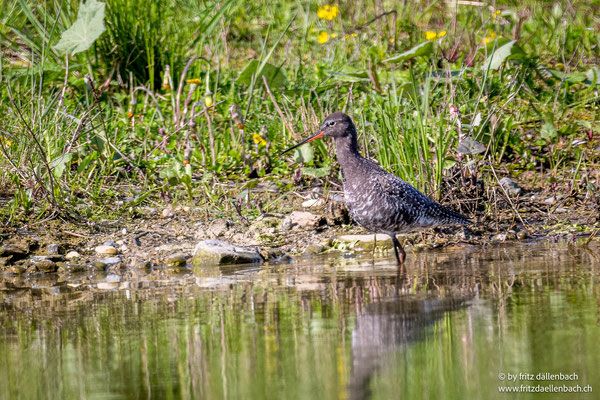 Dunkler Wasserläufer, Neeracherried