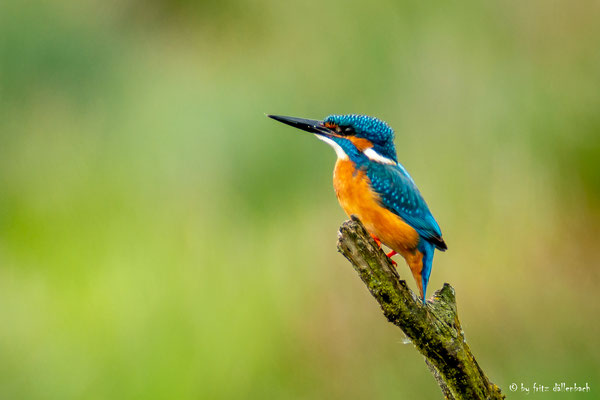 Eisvogel, Flachsee