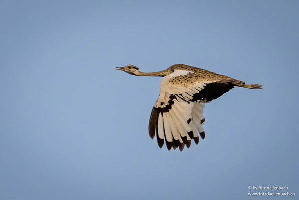 Schwarzbauchtrappe (Black-bellied Bustard), Ghana