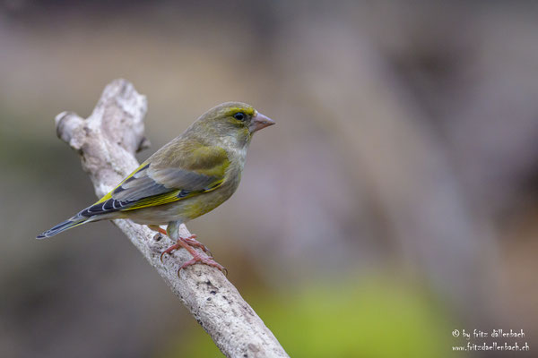 Grünfink, Züriberg