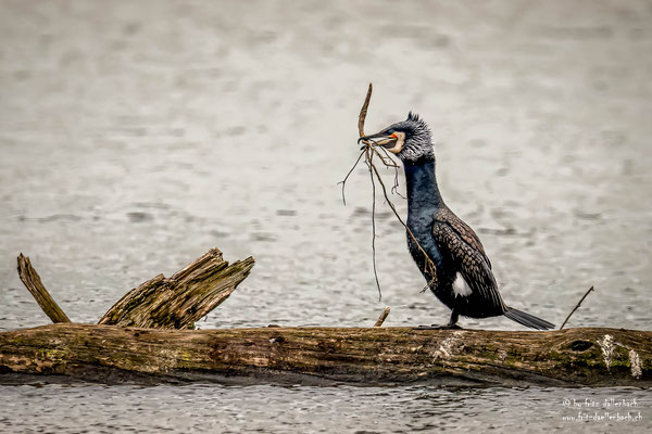 Kormoran, Flachsee